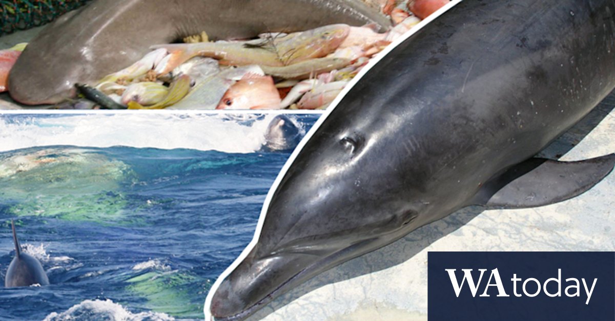Trawlers killing Pilbara's bottlenose dolphins at 'unsustainable rates' - Vimarsana News