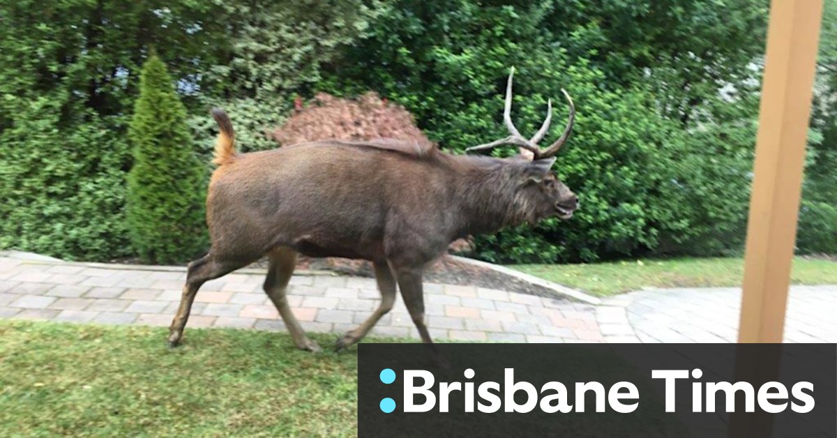 Deer, foxes among invasive species becoming more prevalent in Melbourne's suburbs - Vimarsana News