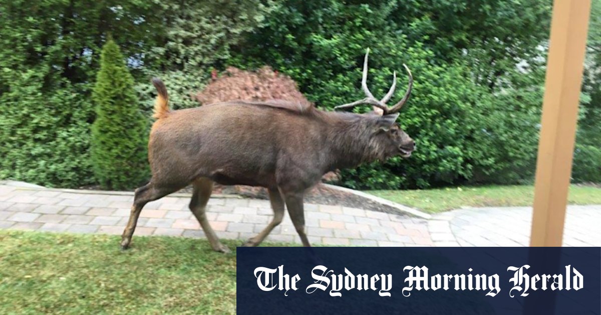 Deer, foxes among invasive species becoming more prevalent in Melbourne's suburbs - Vimarsana News