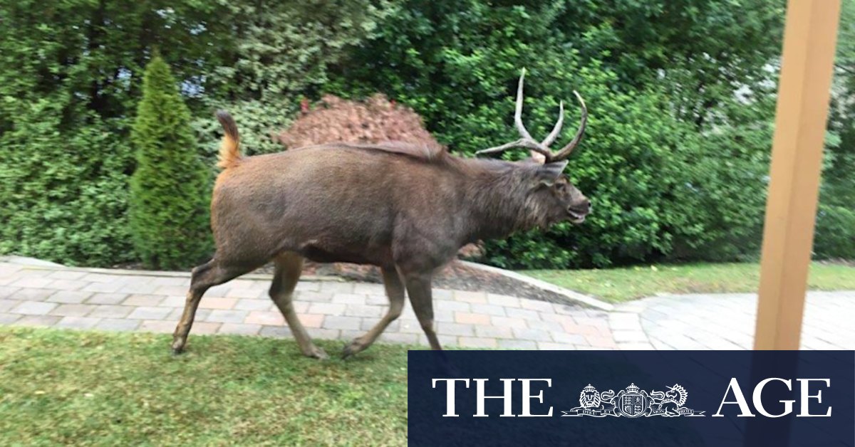 Deer, foxes among invasive species becoming more prevalent in Melbourne's suburbs - Vimarsana News