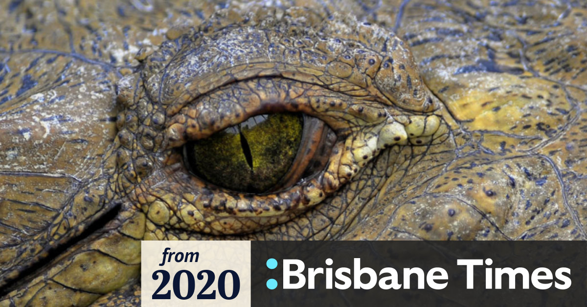 Swamp king' prehistoric crocodile identified in Australia