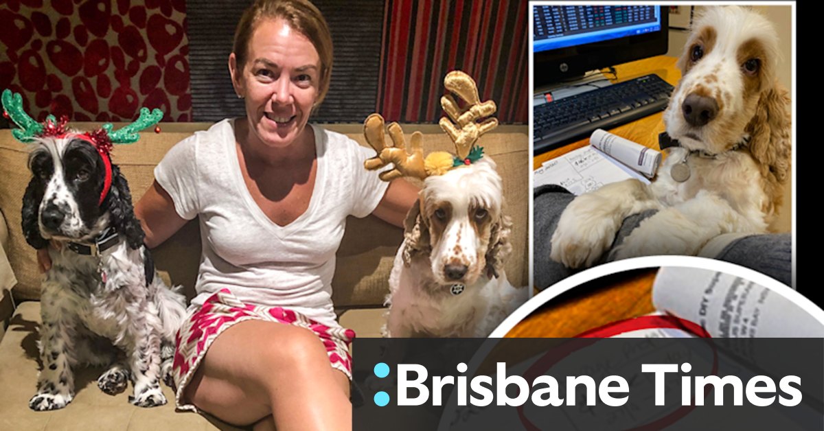 Melissa Caddick podcast reveals $46,000 per day profit in puppy photo background - Vimarsana News