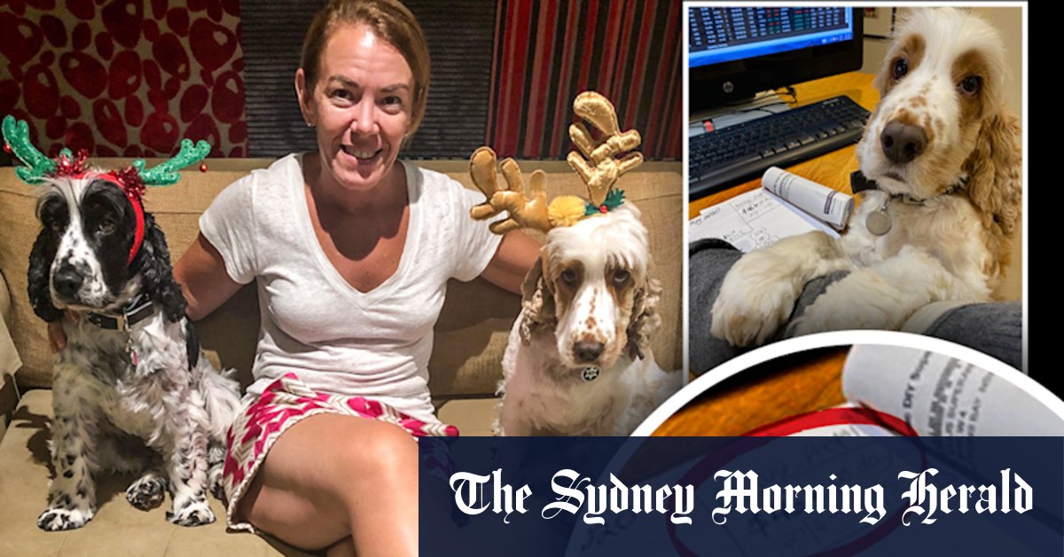 Melissa Caddick podcast reveals $46,000 per day profit in puppy photo background - Vimarsana News