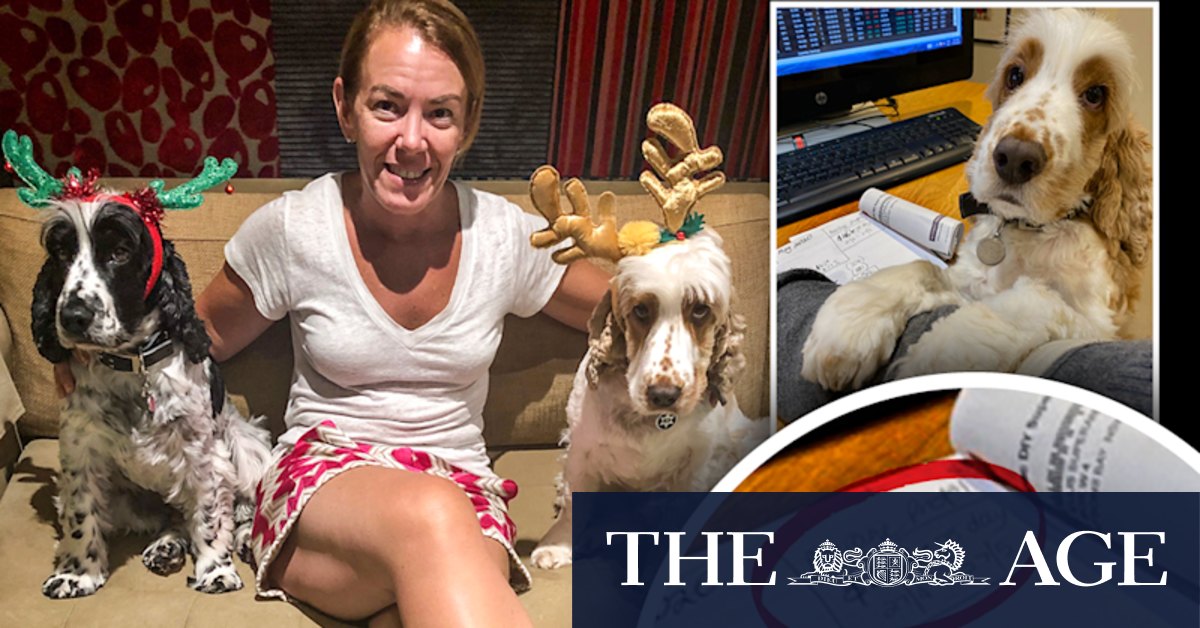 Melissa Caddick podcast reveals $46,000 per day profit in puppy photo background - Vimarsana News
