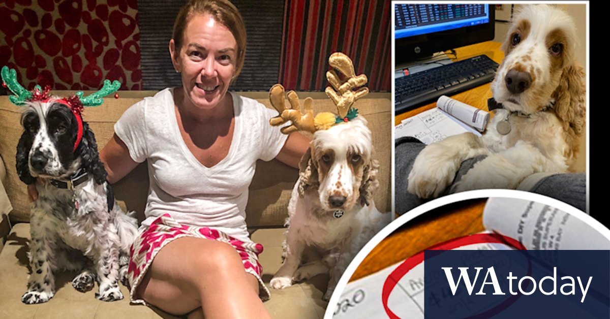 Melissa Caddick podcast: Puppy photo reveals fraudster's $46,000 per day profit - Vimarsana News