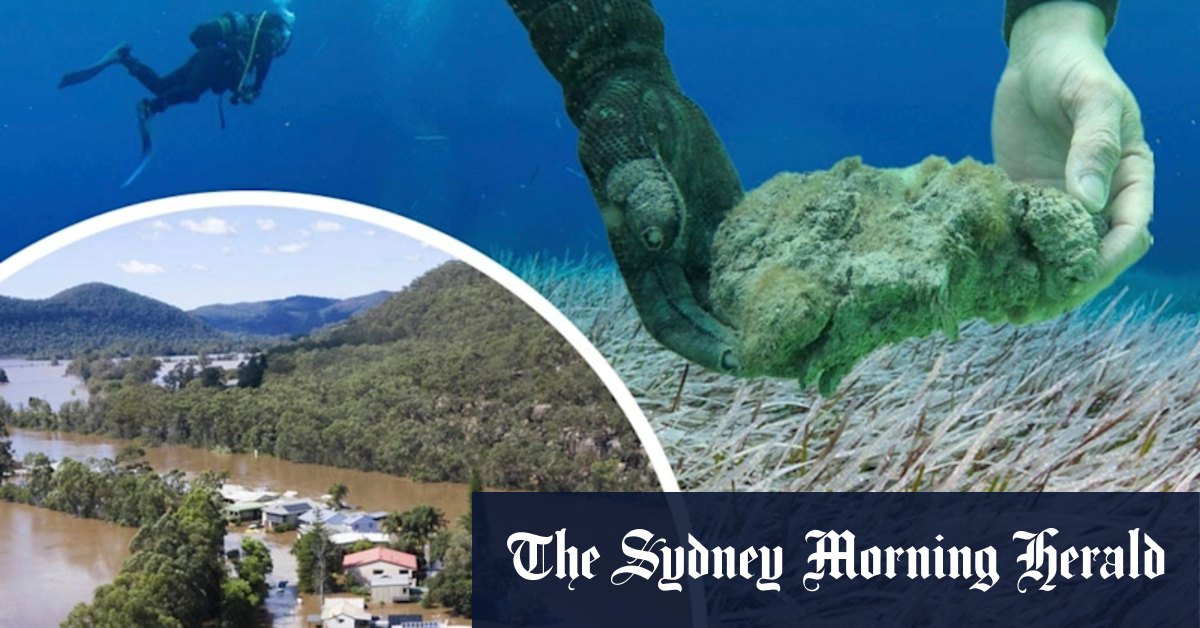 The dugongs returned, but for how long? Eastern floods turn up heat in the west - Vimarsana News