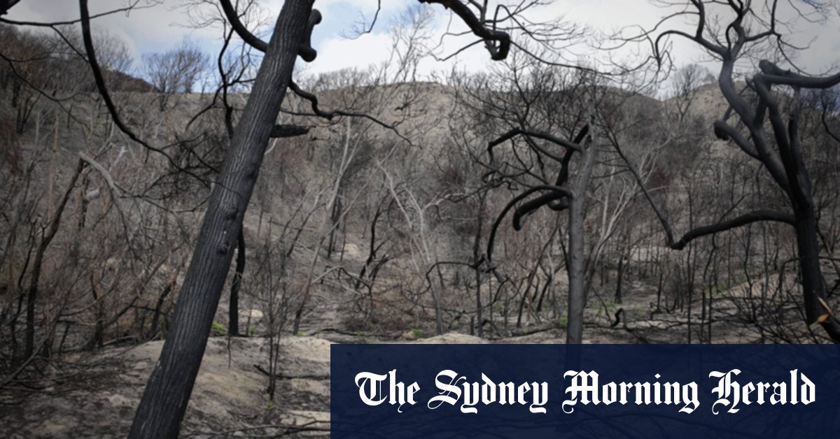 Smoke on the water: How Fraser Island is rising from the ashes - Vimarsana News