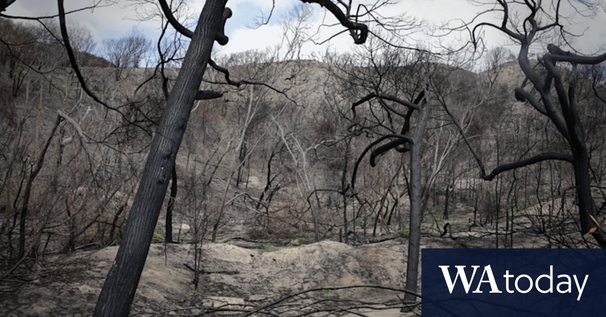Fraser Island bushfire: How the World Heritage-listed site is rising from the ashes - Vimarsana News