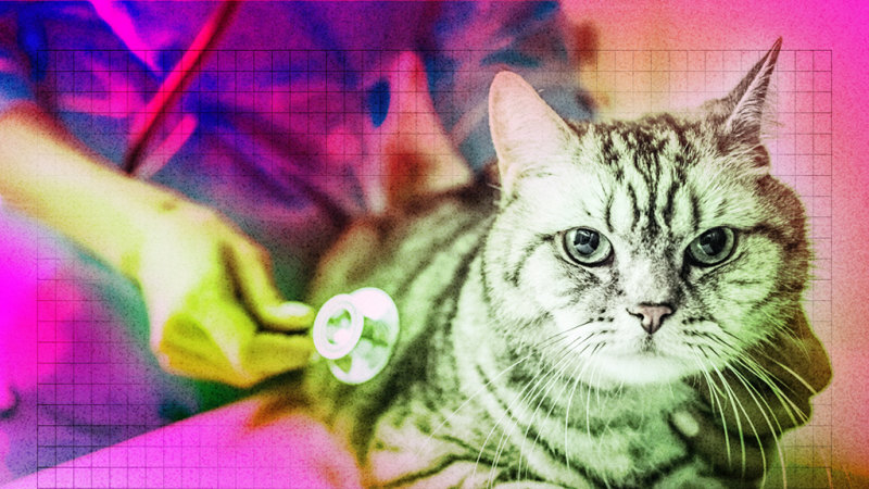 Is pet insurance worth it? For many Australians, the answer is no