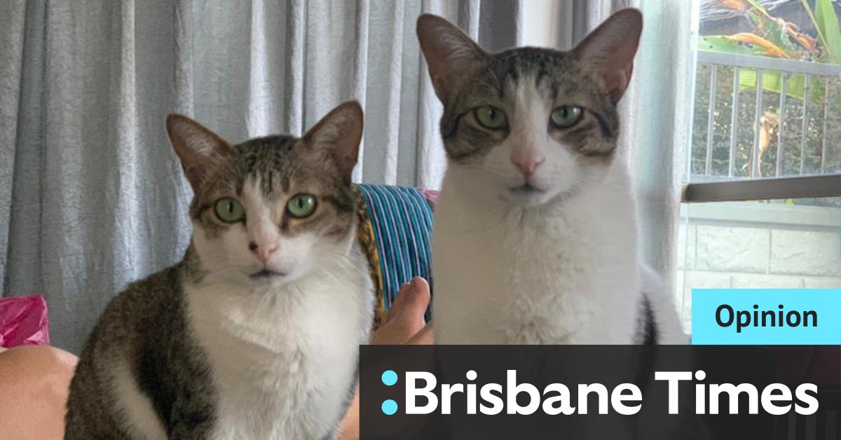 Call it heavy petting: $25,000 to bring two street cats 'home' - Vimarsana News