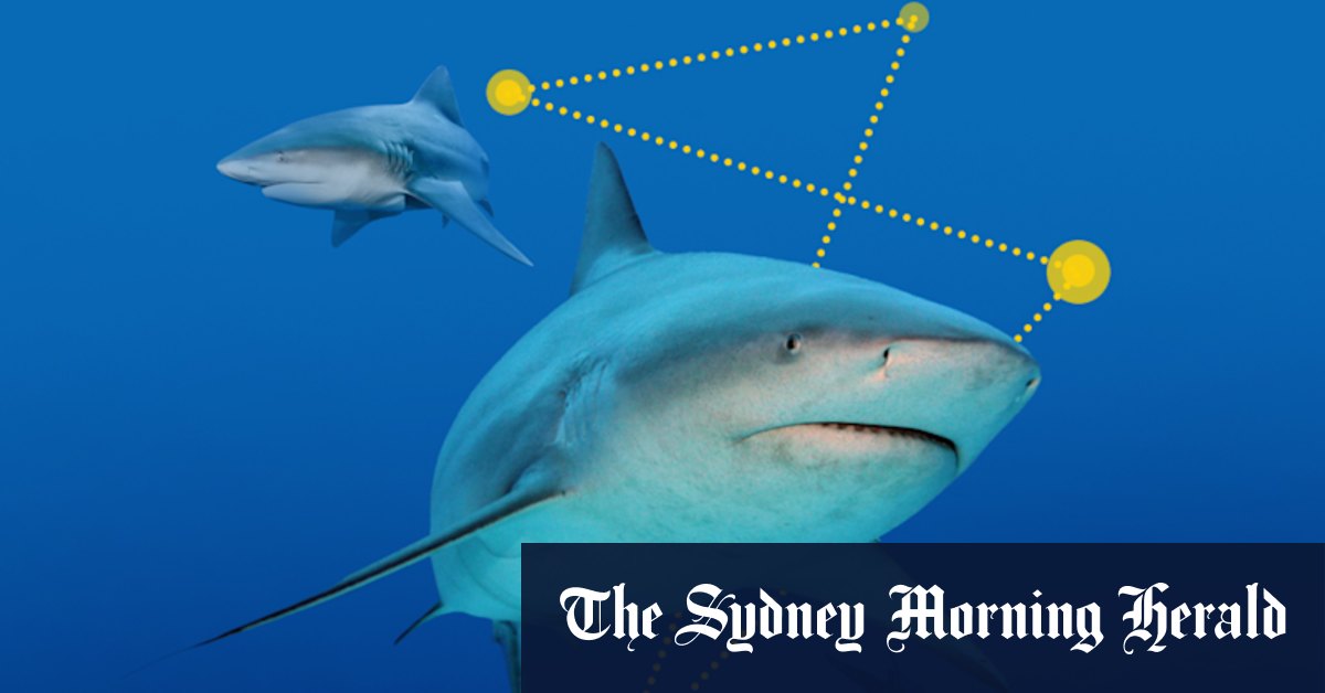 How many Bull Sharks are in Sydney Harbour? - Vimarsana News
