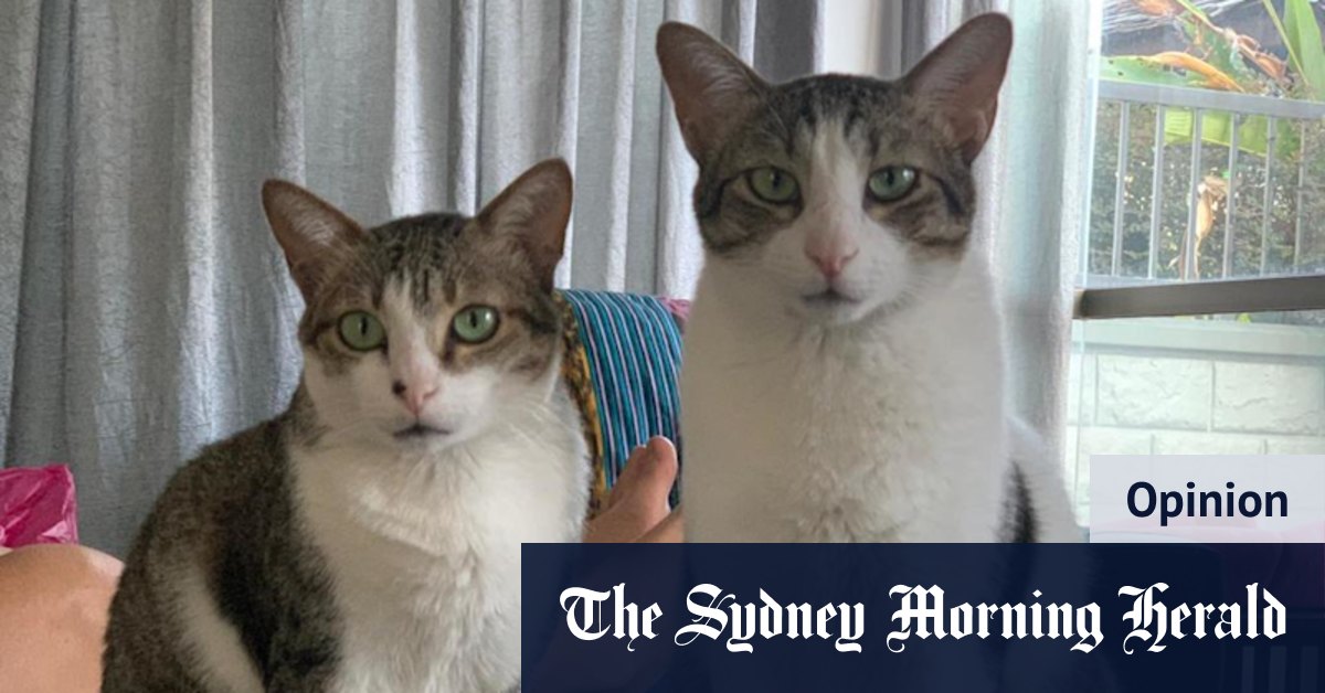 Call it heavy petting: $25,000 to bring two street cats 'home' - Vimarsana News