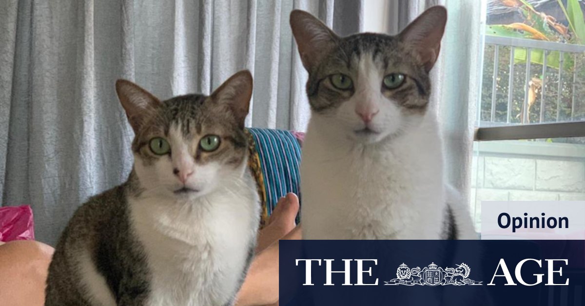 Call it heavy petting: $25,000 to bring two street cats 'home' - Vimarsana News