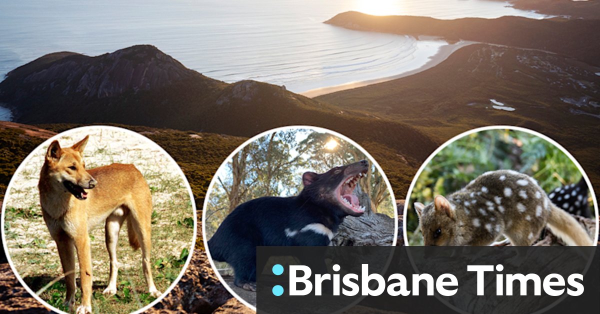'Rebalance the ecosystem': The plan to return dingoes and devils to Wilsons Promontory - Vimarsana News