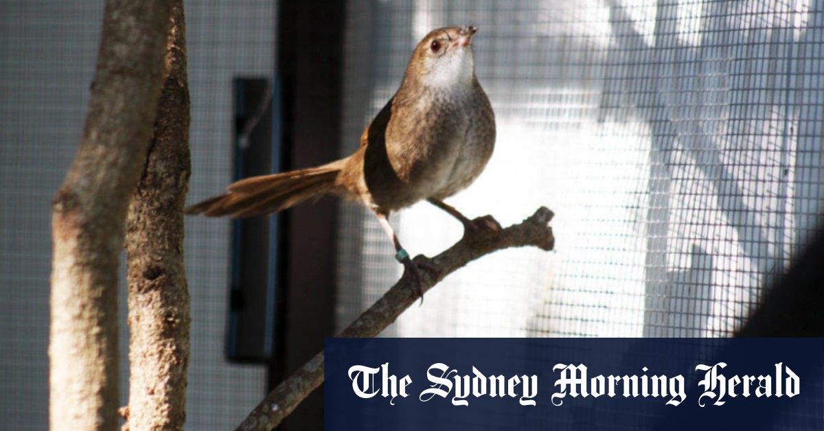 After the fires, rare bird's appearance surprises scientists - Vimarsana News