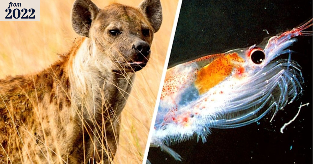 Hate to be alone? These unlikely creatures get separation anxiety too