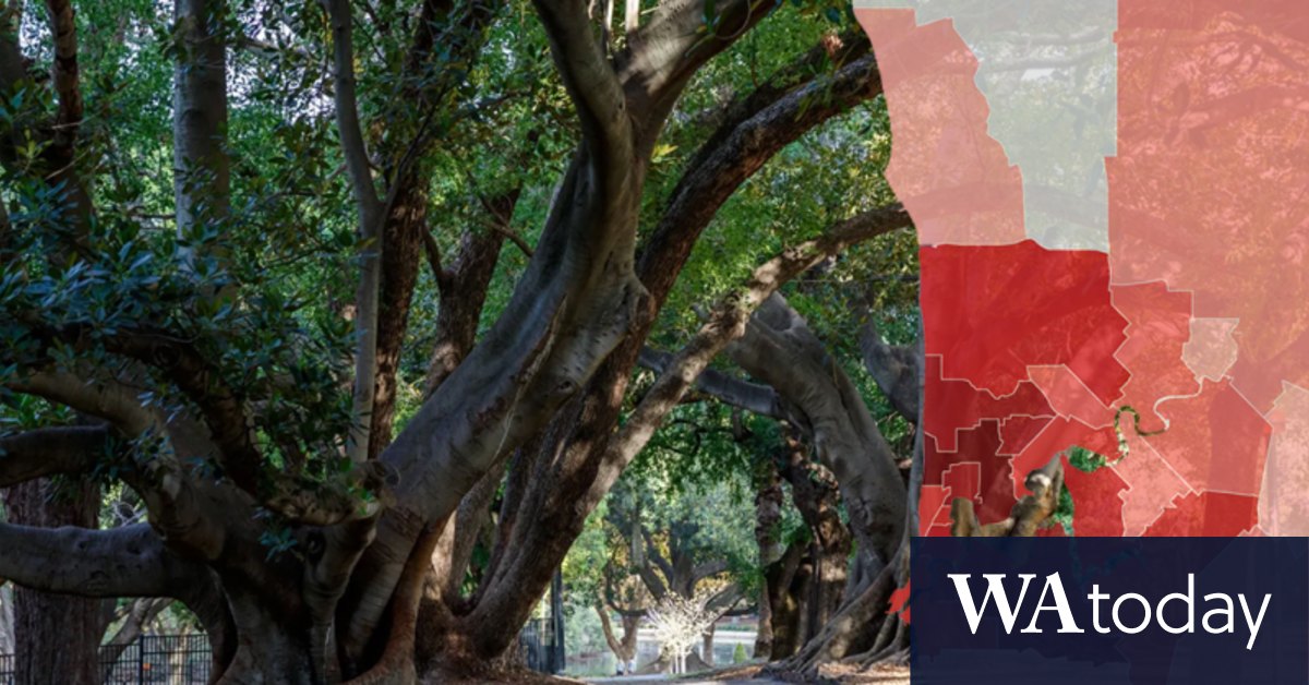 Quarantine breach Treekilling beetle spreads to 145 suburbs including