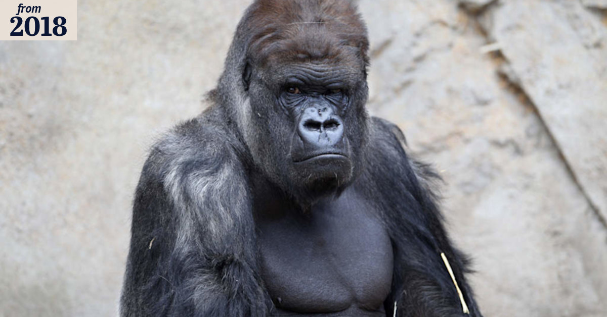 Vale Kibabu: Devastated zookeepers farewell beloved silverback gorilla