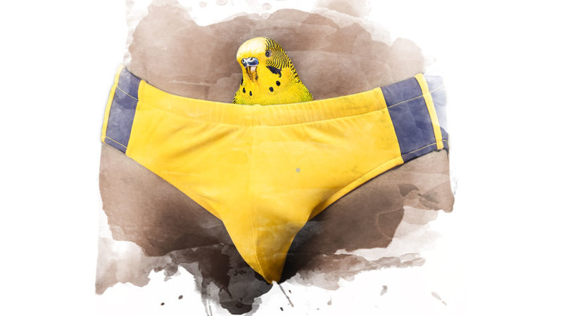 800px x 450px - Budgie smugglers: Where did they come from?