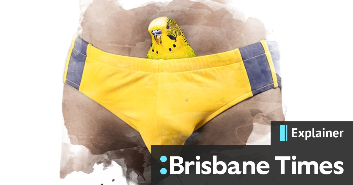 Budgie smugglers: Where did they come from? - Vimarsana News