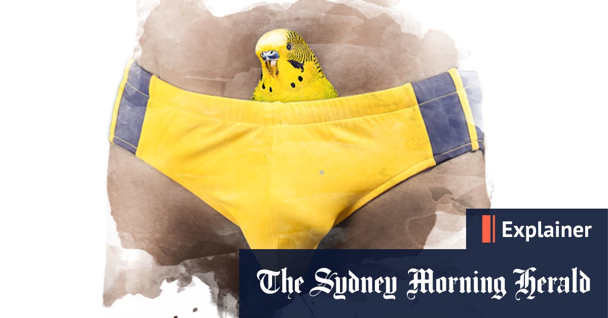 Budgie smugglers: Where did they come from? - Vimarsana News