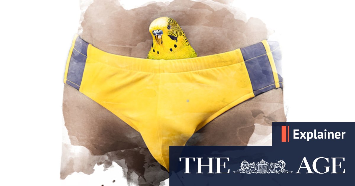 Budgie smugglers: Where did they come from? - Vimarsana News