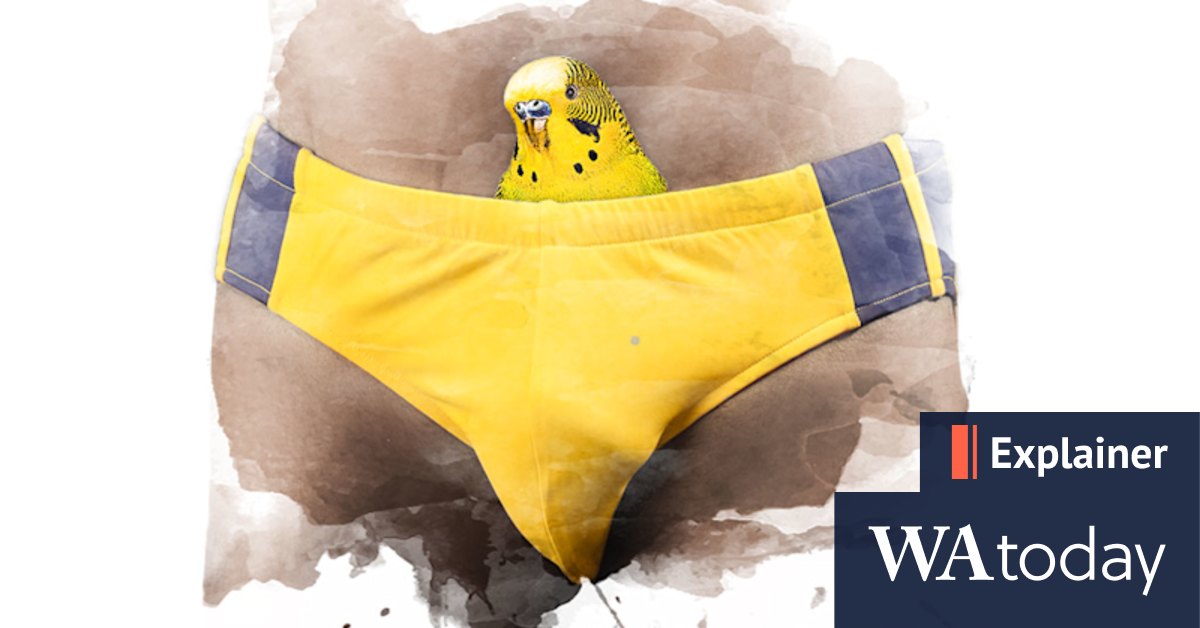 Budgie smugglers: Where did they come from? - Vimarsana News