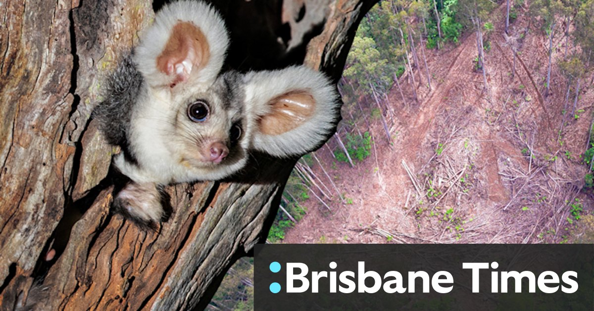 Logging agency VicForests failed to protect possums, court finds - Vimarsana News