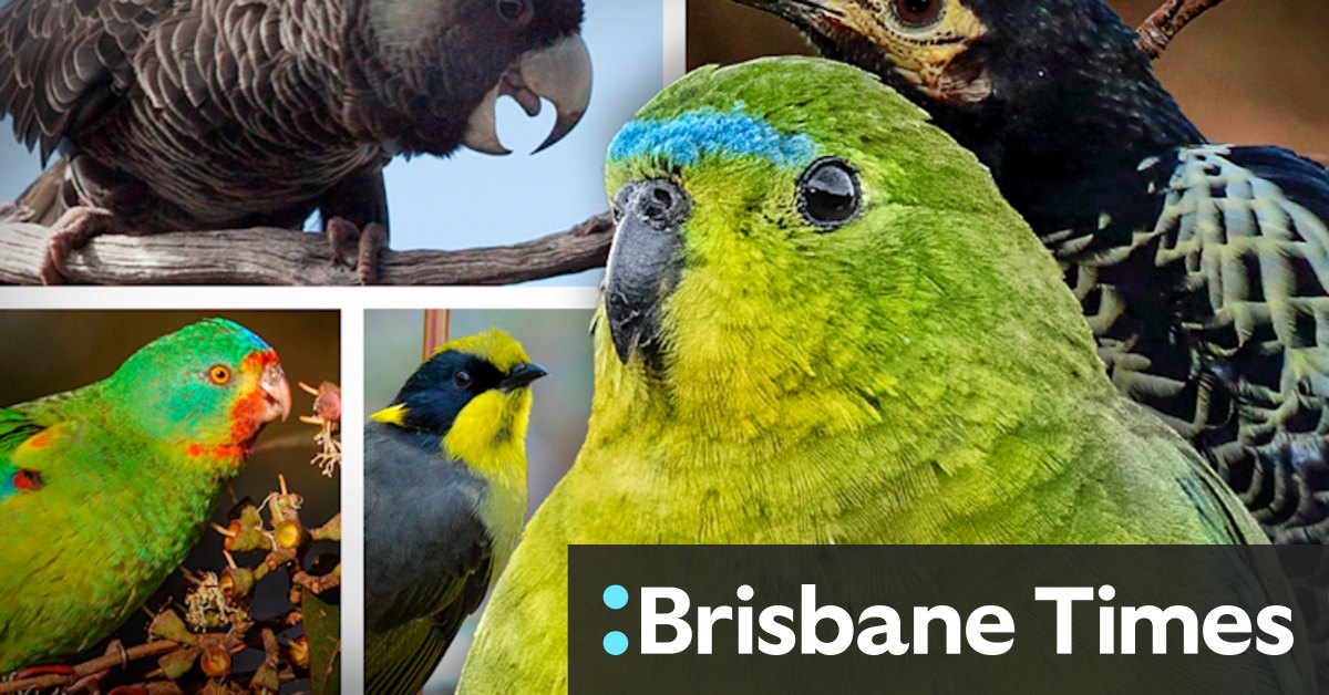 Australian birds feel heat from climate but conservation offers hope - Vimarsana News
