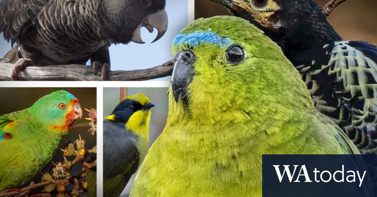 Australian birds feel heat from climate but conservation offers hope - Vimarsana News