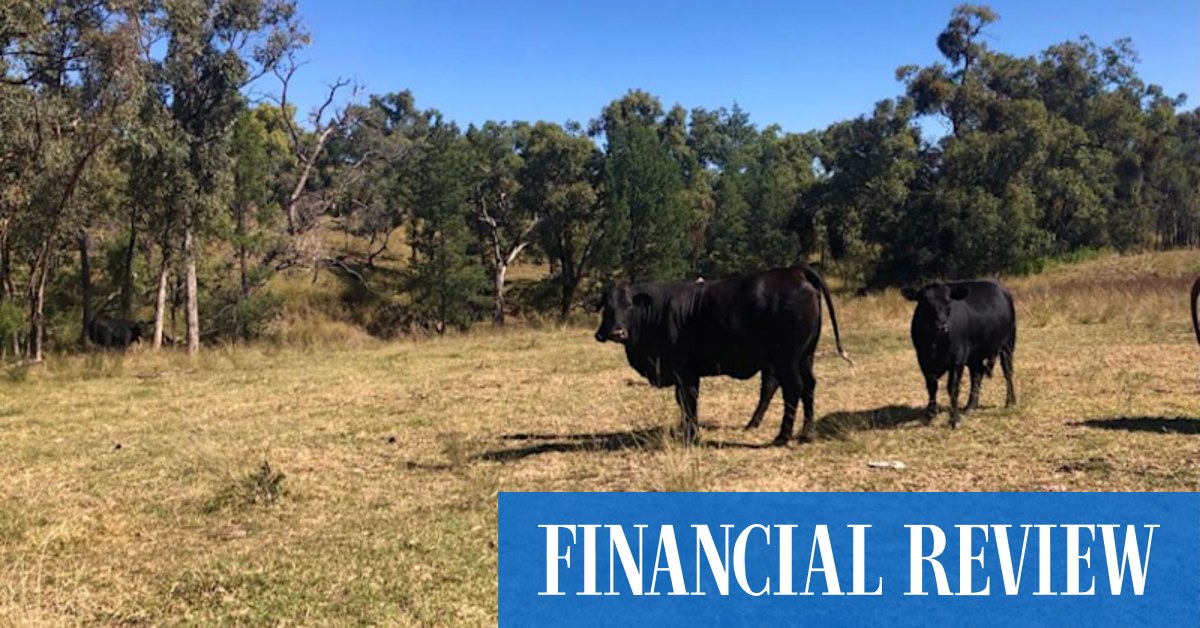 Packhorse takes cattle and carbon play into NSW - Vimarsana News