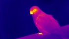 A Norwegian Blue parrot, not quite extinct yet.