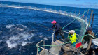 tuna farm