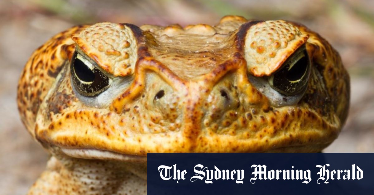 Sydney council hunts for cane toad on the loose