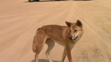 A 14-month-old boy was dragged from a campervan by a dingo.