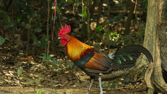 A red junglefowl.