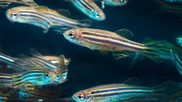 Researchers go fishing to find cause of sound sensitivity in autism