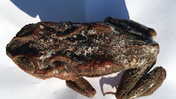 Two cane toads detected in Campbell