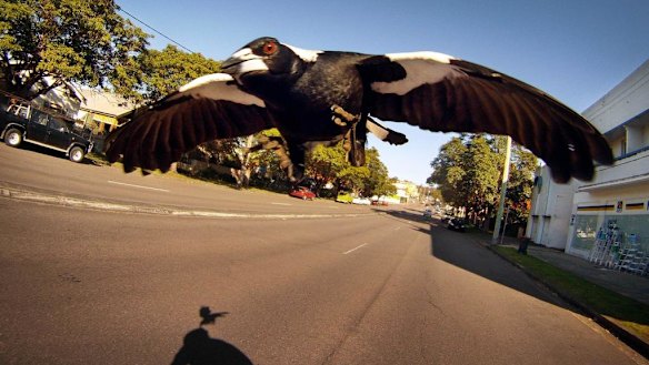 Magpie attack on cyclist along Lambton road,  New Lambton.
