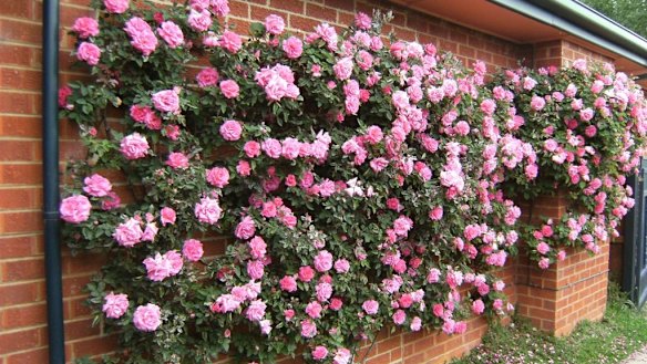 The most beautiful walls I have ever seen have been covered in vegetation.