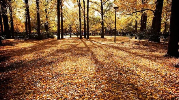 Autumn in Glebe Park.
