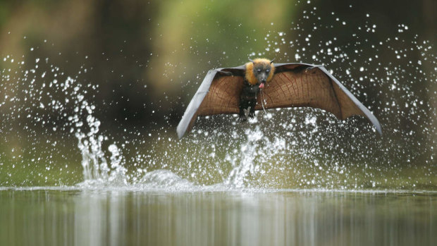 The grey-headed flying fox drinks by swooping low over the water, skimming the surface with its belly and chest.
