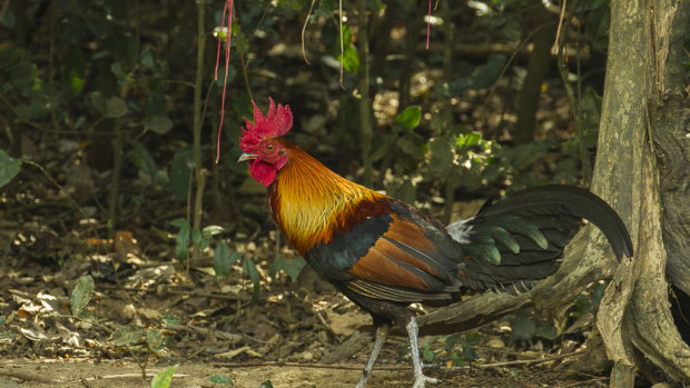 A red junglefowl.