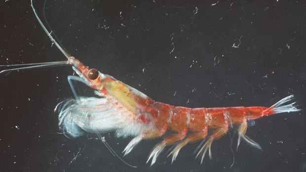 A photo of the tiny sea creature krill.