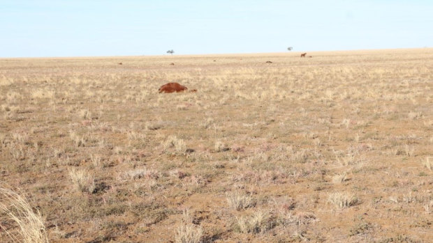 The tragic scene in Longreach.