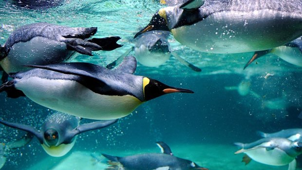 Penguins at Melbourne Aquarium.