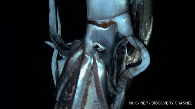 This image made from video recorded in deep sea off Chichi island, Japan, in 2012, is one of the only times a giant squid has been filmed. 