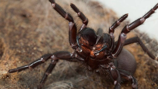 UQ researchers have discovered why male funnel-web spider venom is more potent than females of the species.