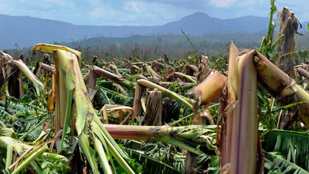 A north Queensland banana plantation devastated by 2011's Cyclone Yasi, just one of many natural disasters to befall our state in the past decade. 