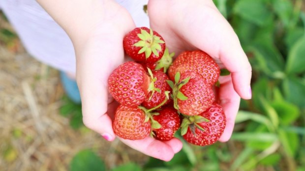 A Melbourne strawberry picker has tested positive for COVID-19 near Bundaberg in Queensland.